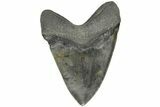 5.61" Fossil Megalodon Tooth - South Carolina - #203035-2